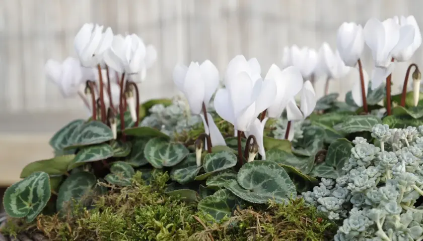 En grupp vita cyklamen blommor med gröna blad och mossa.