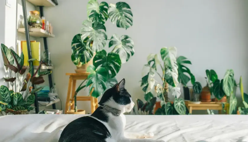 Gato blanco y negro descansa entre **plantas buenas para gatos**, como monsteras y calatheas, en un interior luminoso.