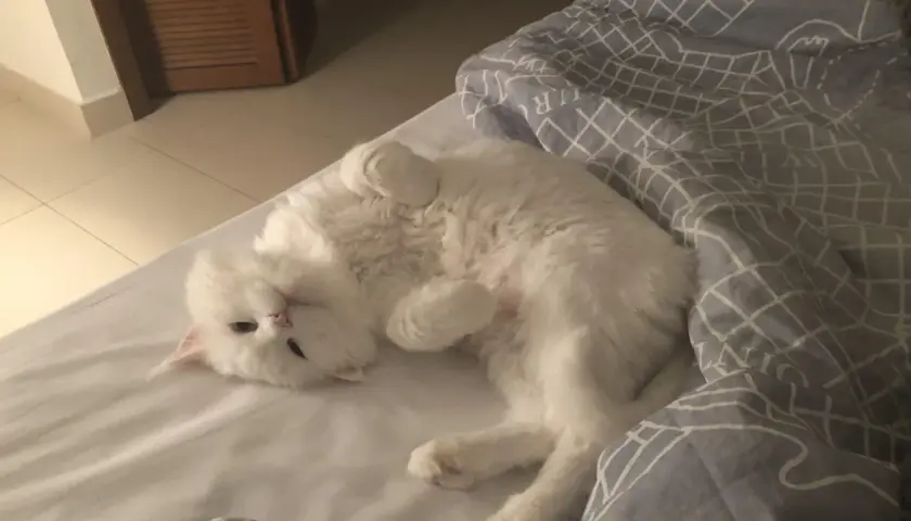 A fluffy white cat is curled up on a bed, looking relaxed. It makes you wonder, can cats purr in their sleep?