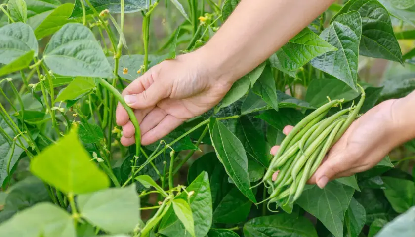 Hände ernten frische grüne Bohnen aus dem Garten. Die grünen Schoten sind reif und bereit für die Küche.