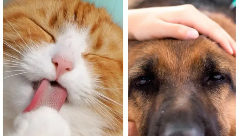 Un gato naranja se lame la pata mientras una mano acaricia la cabeza de un perro. La eterna rivalidad de perros vs gatos.