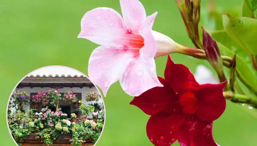 Kiedy wystawić sundaville na balkon, aby uniknąć przymrozków?