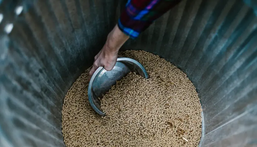 Nabieranie łopatką pelletu z wierzby do produkcji biomasy.