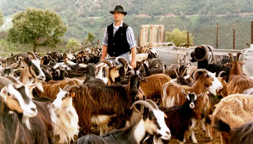 Un berger en France, passionné par son troupeau de chèvres, veille sur elles.