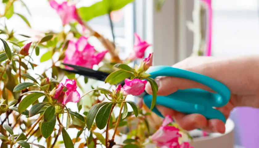 Une main utilise des ciseaux bleus pour la taille d'un azalée rose en fleurs.