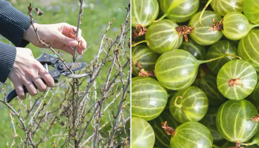 Przycinanie agrestu na pniu: Kiedy i jak? Zbiory gwarantowane!