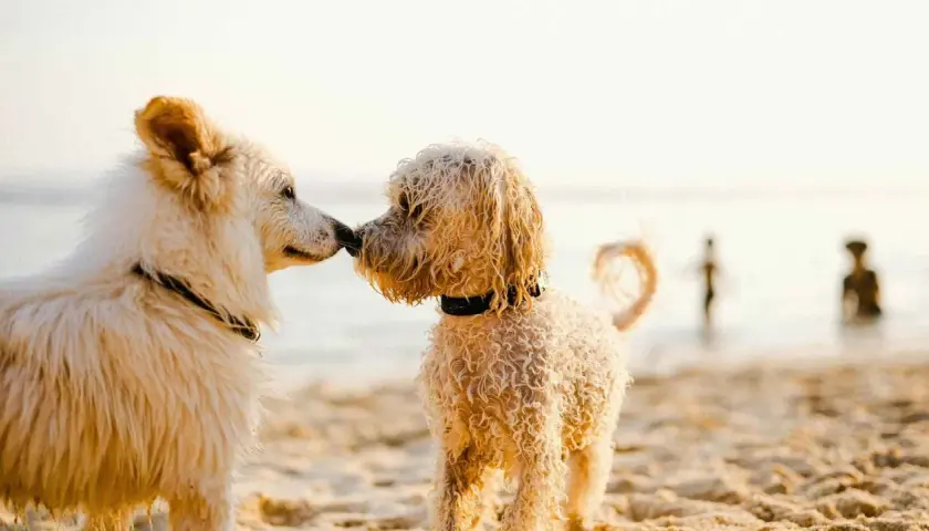 Dos perros se saludan en las playas de Galicia. El sol ilumina sus pelajes mientras disfrutan de un día en la arena.
