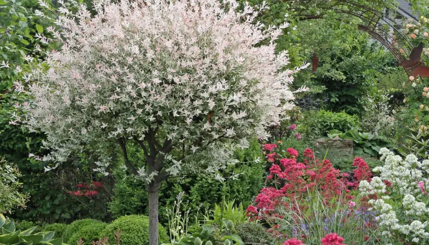 Eine Harlekinweide mit rosa-weißen Blättern steht in einem üppigen Garten. Sie wurde so geschnitten, dass sie eine schöne Kugelform hat.