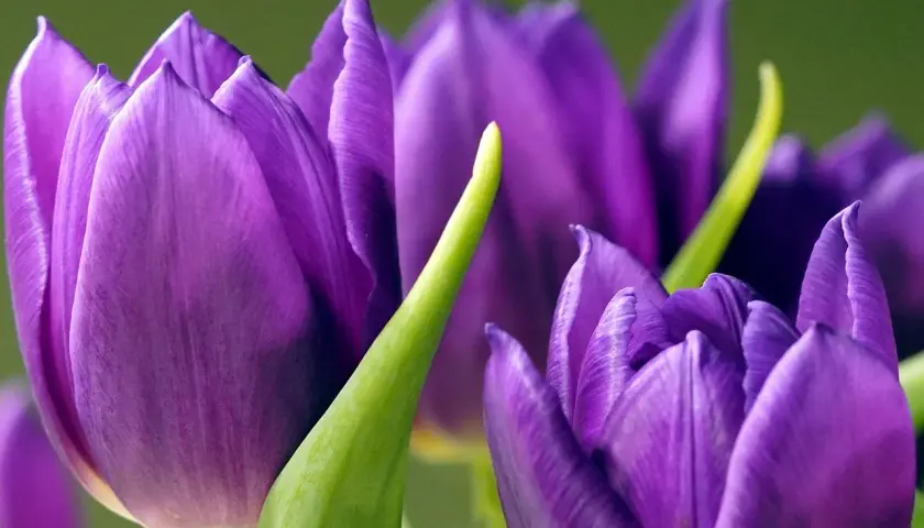 Trois tulipes violettes, symbolisant la royauté et la passion. Leurs pétales veloutés s'ouvrent doucement sur un fond vert doux.
