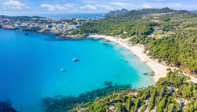 Traumhafte Bucht mit türkisfarbenem Wasser, weißem Sandstrand und Pinienwäldern. Ideal für einen fernwanderweg auf Mallorca.