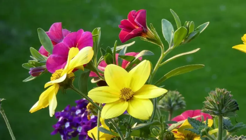 Bunte Blumen, die viel Sonne vertragen, blühen in einem Garten. Gelbe und pinke Blüten dominieren, im Hintergrund grünes Gras.