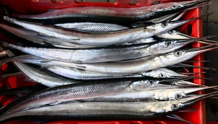 Belony z długimi dziobami ułożone w czerwonym pojemniku.