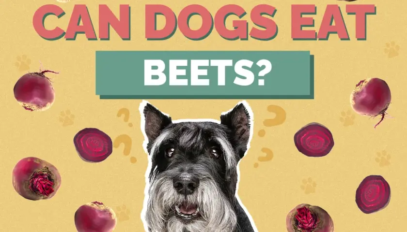 A schnauzer dog looks up curiously surrounded by beets and question marks, asking "Can dogs eat beets?".