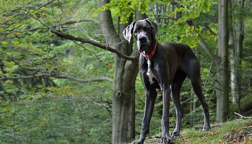 Duży, szary dog niemiecki stoi na wzgórzu w lesie. Jego waga jest imponująca, a postawa dumna.