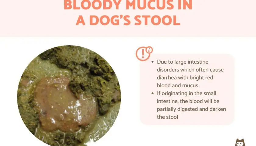 Close-up of a dog's stool showing a reddish, gelatinous substance, indicating mucus in dog poop. Text explains causes of bloody mucus.