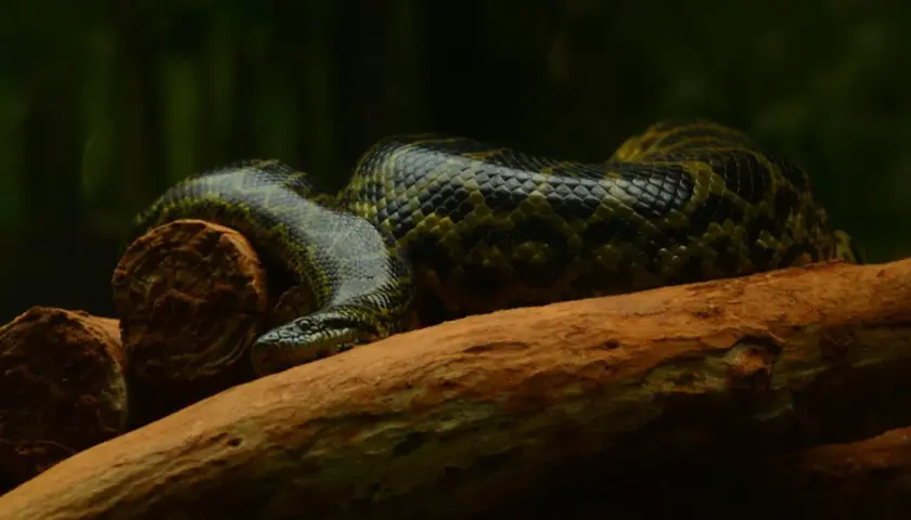 Anaconda verde descansa en una rama en el Amazonas. Sus escamas verdes y negras se mezclan con el entorno.