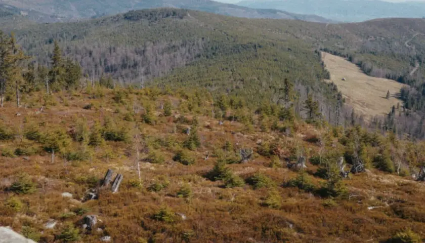 Barania Góra: młode drzewka i wrzosowiska na zboczu, widok na zalesione pasma górskie. Warunki na szlakach sprzyjają wędrówkom.