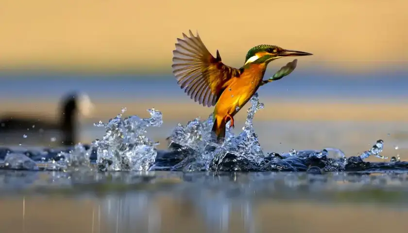 Der eisvogel schießt aus dem Wasser, seine Flügel gespreizt, während die Sonne den Himmel in warmen Tönen färbt.