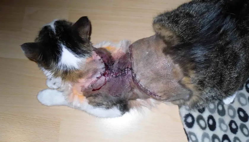Katze mit operativer Wunde am Hals, genäht und mit Bluterguss.
