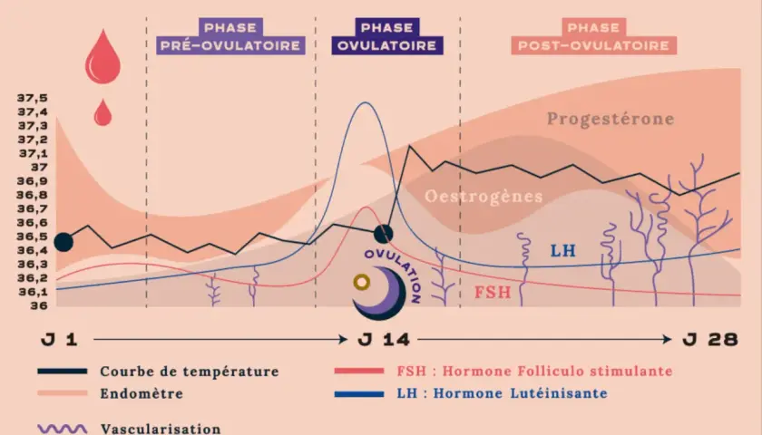 Graphique du cycle menstruel : courbe de température corps femme, hormones (œstrogènes, progestérone, LH, FSH) et vascularisation de l'endomètre.
