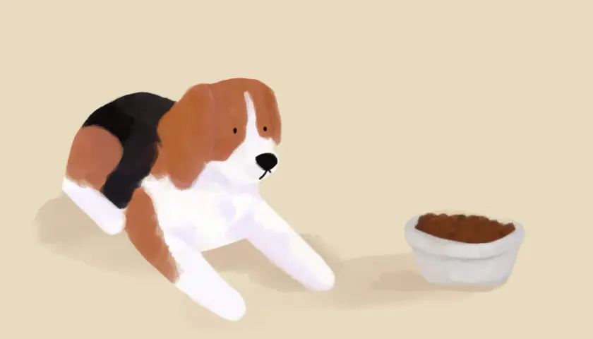 Beagle patrzy na miskę z suchą karmą, zastanawiając się, czy pies może jeść tylko suchą karmę.