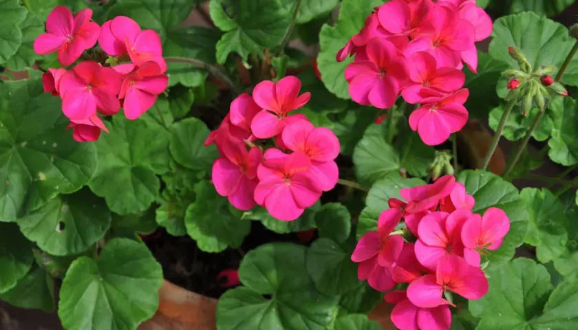 Färgglada pelargoner utomhus i en kruka. De rosa blommorna lyser upp i det gröna lövverket och skapar en somrig känsla.