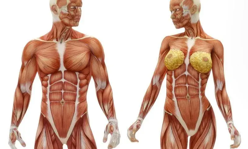 El músculo más grande del cuerpo: funciones y datos sorprendentes