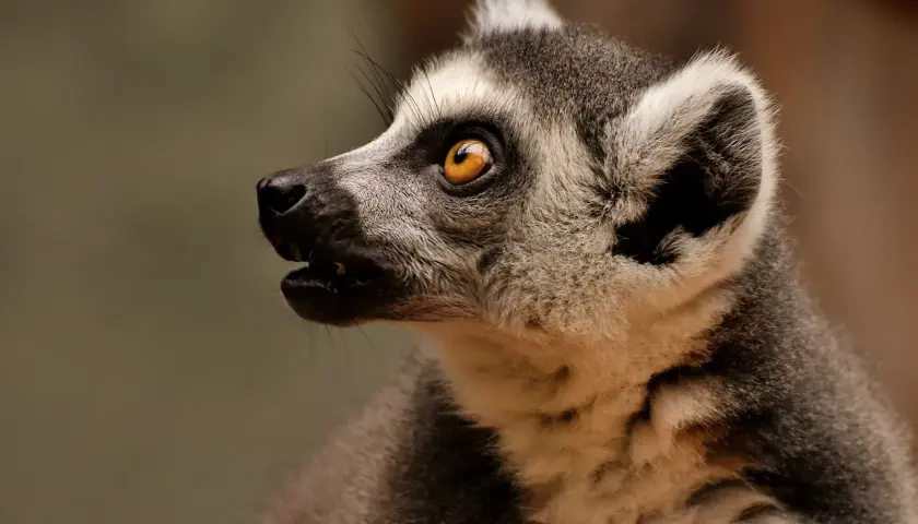 Lemur z niesamowitym okiem, jakby opowiadał o swoich przygodach w najlepszym zoo w Polsce.