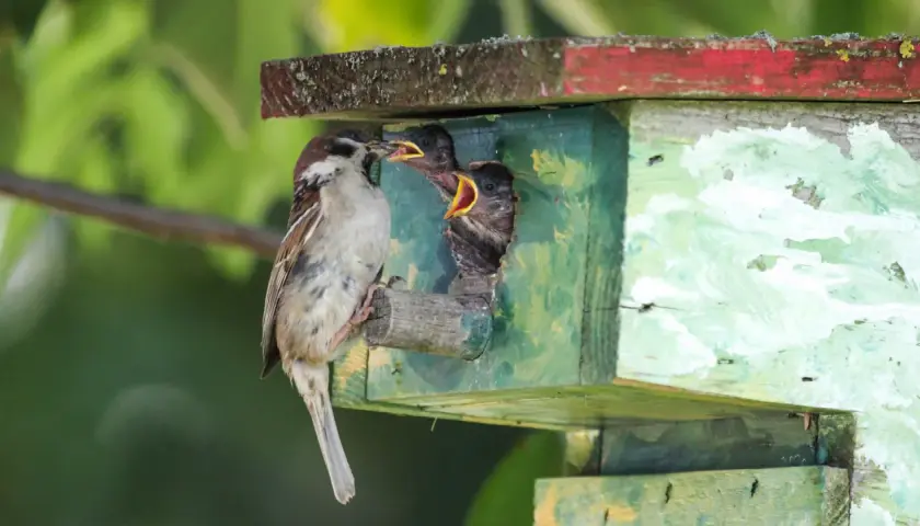 Ein Spatz füttert seine Jungen im Spatzennest. Die Küken strecken ihre gelben Schnäbel weit auf.
