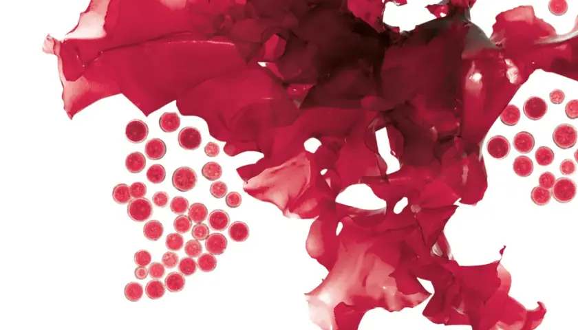 Rote Algen und kugelförmige Zellen, die an die Einnahme von Astaxanthin erinnern.
