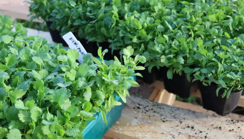 Små plantor av koriander i gröna och svarta krukor, redo att odla.