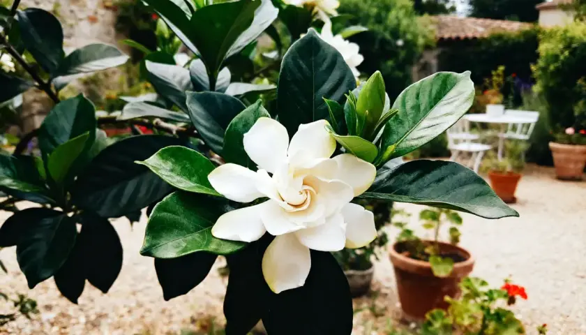 Magnifique fleur de gardenia blanche, aux feuilles vertes foncées. Un aperçu de son entretien dans un jardin ensoleillé.