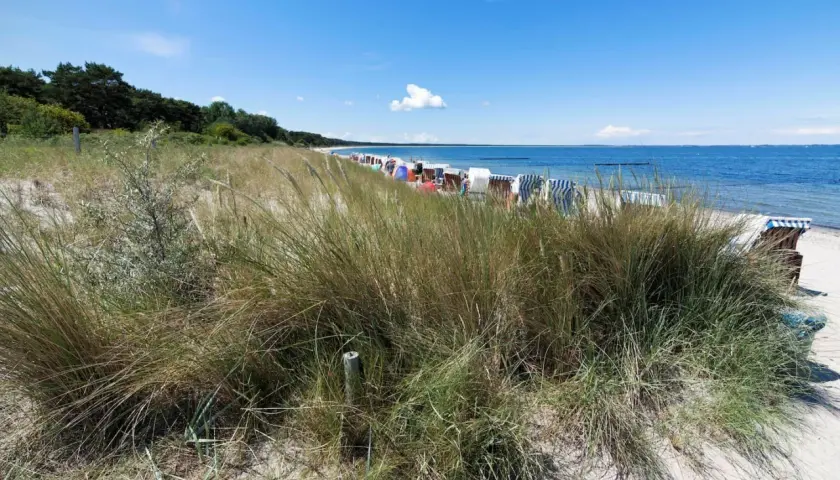 Strandgras und Strandkörbe am Ostseestrand. Perfekt zum baden Ostsee und Entspannen.