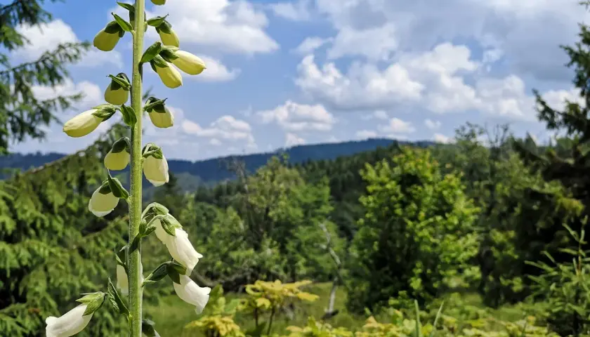 Kwiaty naparstnicy na tle zielonej, pagórkowatej łąki. W oddali las i błękitne niebo z chmurami.