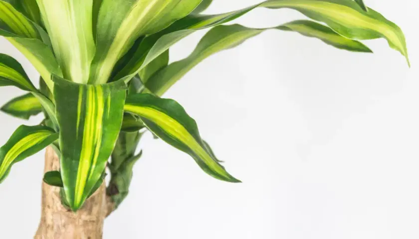 El tronco de brasil muestra sus hojas verdes y amarillas vibrantes contra un fondo blanco.