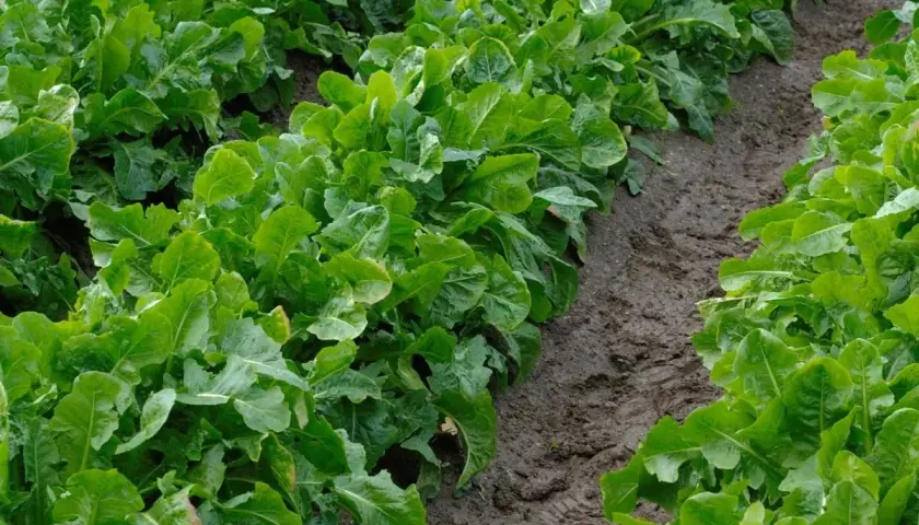 Rigogliose foglie verdi crescono su un fertile terreno argilloso, delineando un solco nel campo.
