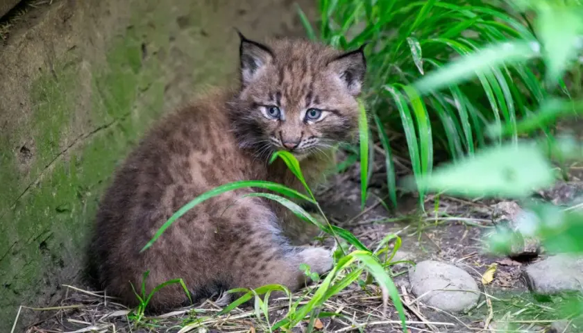 Ein neugieriges Luchs-Baby mit blauen Augen sitzt im Gras und knabbert an einem Grashalm.