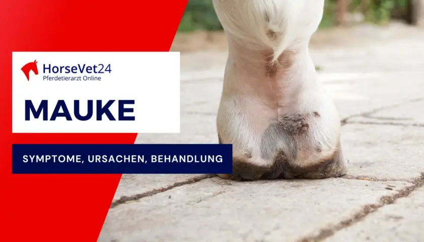 Nahaufnahme eines Pferdebeins mit Anzeichen von Mauke. Informationen zu Symptomen, Ursachen und Behandlung der Mauke bei Pferden.