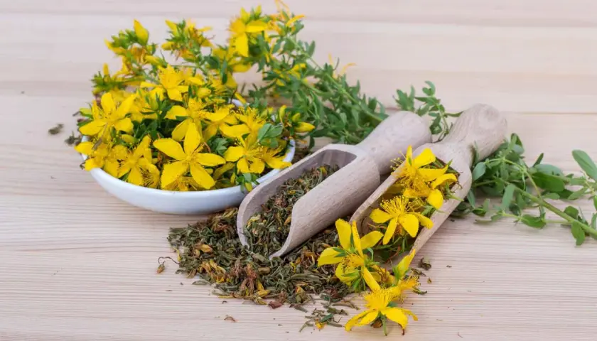 Johanniskraut-Blüten und getrocknete Pflanzenteile auf Holzlöffeln. Bekannt für seine Wirkung auf den Schlaf.