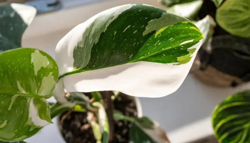 Liście rośliny Philodendron White Princess, z białymi i zielonymi plamami, wyglądają jak królewskie szaty.