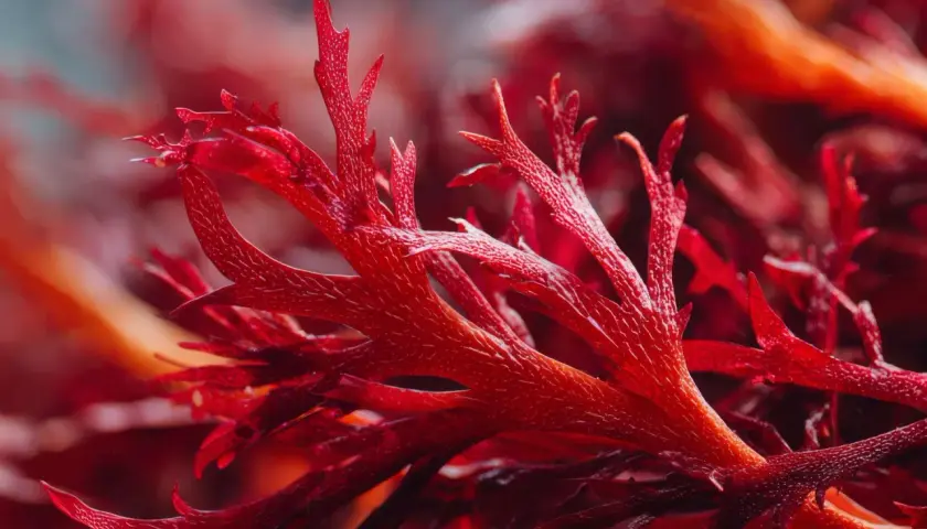 Rote Algen, reich an Astaxanthin, könnten bei Histaminintoleranz helfen. Die feinen Strukturen der Algen sind faszinierend.