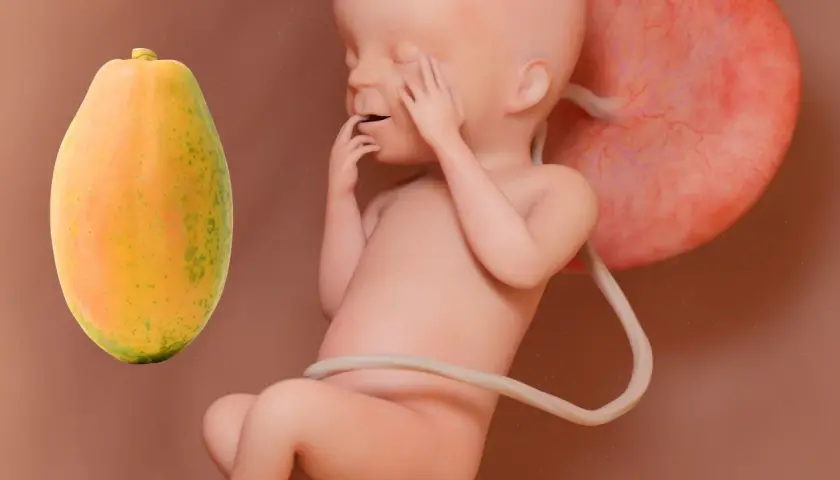 Feto a 22 settimane di gravidanza, con una papaya accanto. Si discute dei rischi associati a questo stadio.