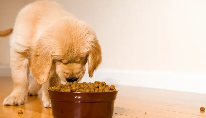 Un cachorro golden retriever come con entusiasmo. La cantidad de pienso para cachorro en su cuenco parece perfecta para su apetito.