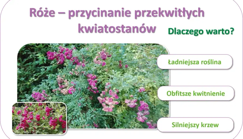 Jak przycinać róże rabatowe po przekwitnięciu, aby kwitły obficie