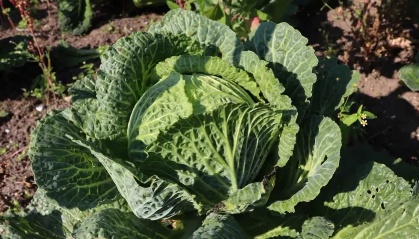 Ein großer, grüner Wirz im Garten. Die Blätter sind zerknittert und zeigen die Sonne.