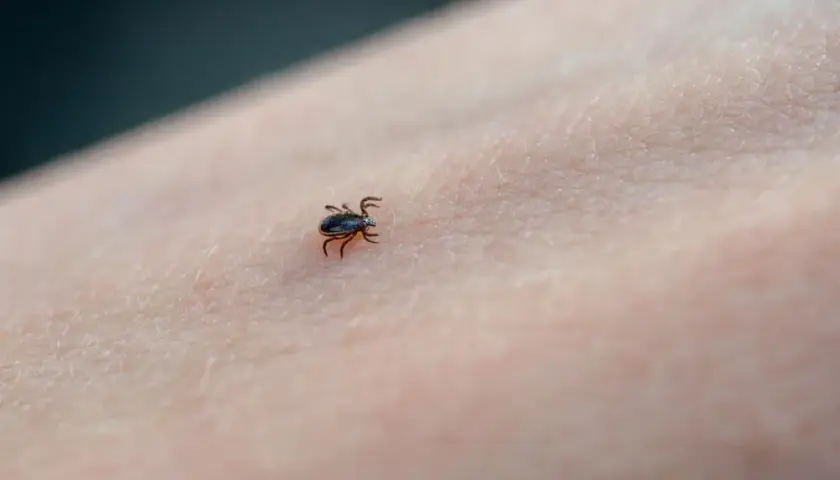 Do jakiego lekarza z kleszczem? Sprawdź, gdzie szukać pomocy!