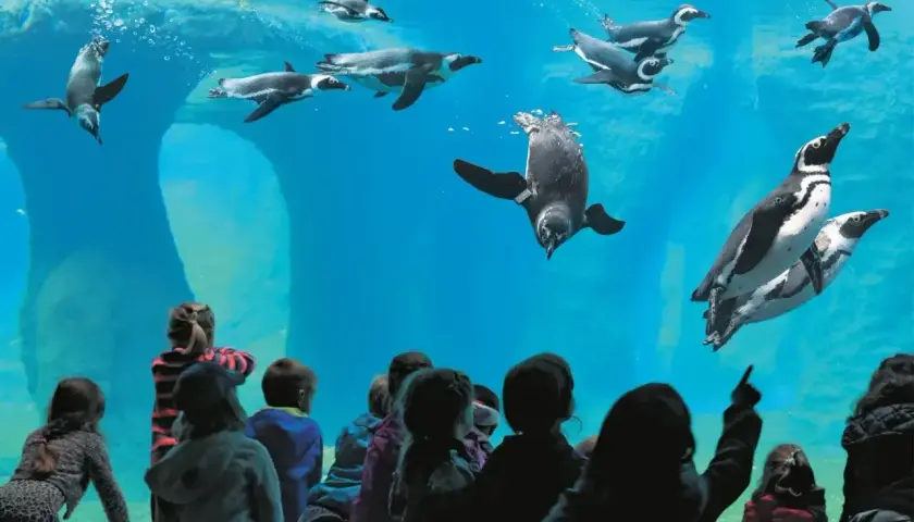 Dzieci zachwycone pływającymi pingwinami w największym zoo w Polsce.