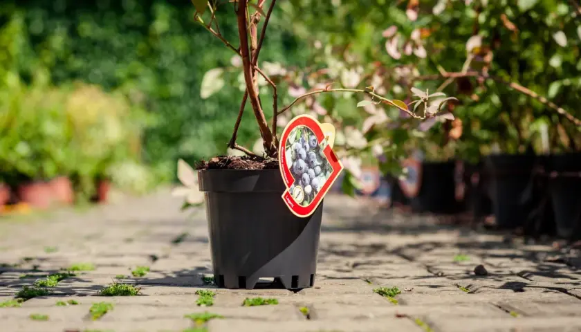 Młoda borówka amerykańska w doniczce, gotowa do posadzenia w ogrodzie. Zwróć uwagę na odpowiednie odstępy między sadzonkami, by zapewnić im miejsce do wzrostu.