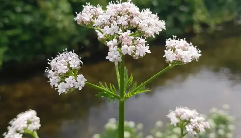 Zarte weiße Baldrianblüten am Wasser. Die Pflanze ist bekannt für ihre beruhigende baldrian hormonelle wirkung.
