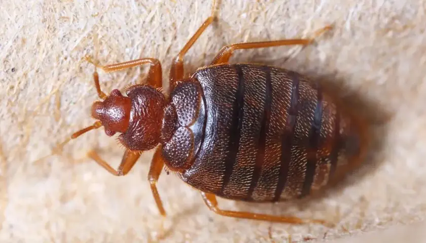 Chinches de cama, pequeños insectos que parecen salir porque salen piojos de la nada, se arrastran sobre una superficie texturizada.